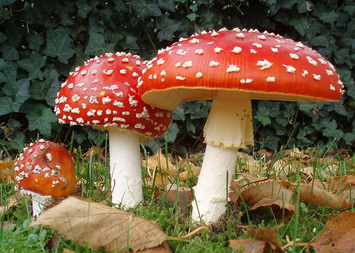 Fliegenpilz Pulver – Wissen und wichtige Hinweise für Nutzer